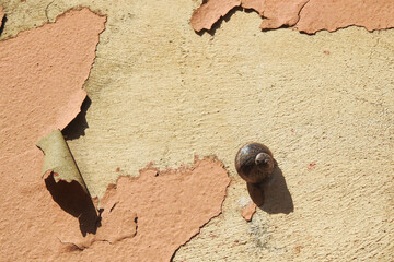 Snail on peeling paint wall
