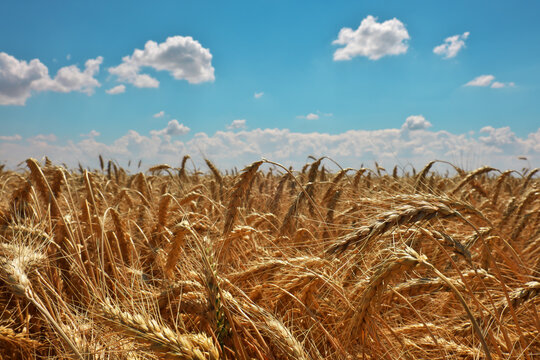 Golden wheat field and blue sky. Beautiful landscape © es0lex