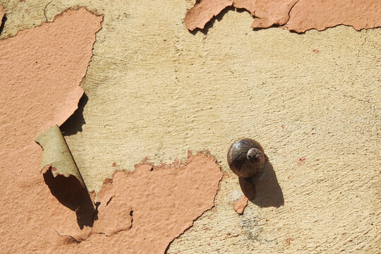 Snail on peeling paint wall