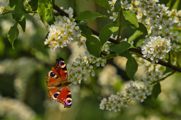 Flowers of the cherry blossoms with a peacock butterfly, Aglais io, on a spring day