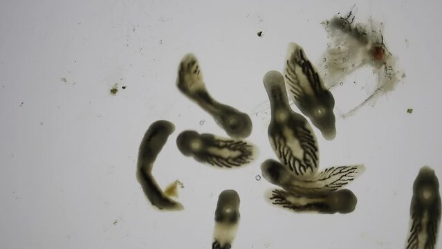 Patterns and backgrounds of Parasitic (Clinostomum sp.), Study of Clinostomum sp. under microscope view in laboratory.
