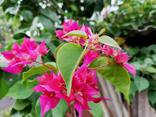 Red Bougainvillea flower in close up