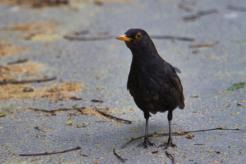 Amsel männl.