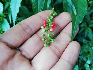 Wild plant with green and red small fruits,growth in the nature