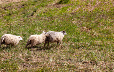domestic sheep running in a herd on the territory of a hilly field