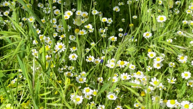 Daisies In Meadow. Video & Audio. Blossoms of beautiful flowering white daisies in a field at springtime. Stock Movie.