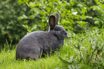 Blaues Wienerkaninchen