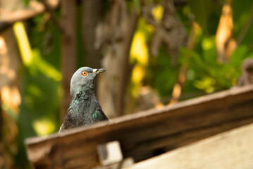 Low angle view headshot of local Thai pigeon on the roof , natural background.
