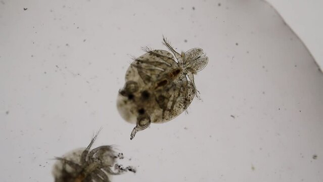Patterns and backgrounds of Parasitic (Argulus sp.), Study of Argulus sp. under microscope view in laboratory.
