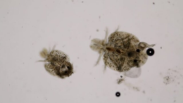 Patterns and backgrounds of Parasitic (Argulus sp.), Study of Argulus sp. under microscope view in laboratory.
