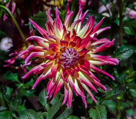 View of dahlia in the garden. Variety - Mulhouse zoo