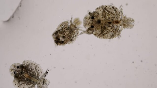 Patterns and backgrounds of Parasitic (Argulus sp.), Study of Argulus sp. under microscope view in laboratory.

