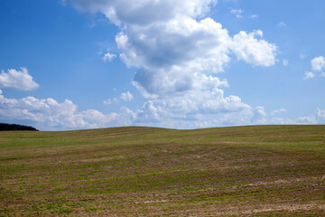 Obraz premium agricultural field with grass and other plants