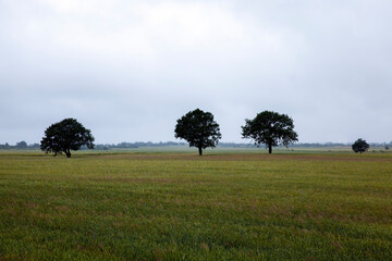 nature with plants, grass and trees in cloudy weather
