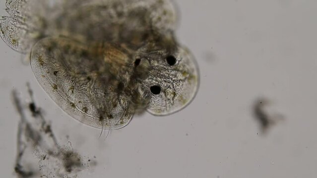 Patterns and backgrounds of Parasitic (Argulus sp.), Study of Argulus sp. under microscope view in laboratory.
