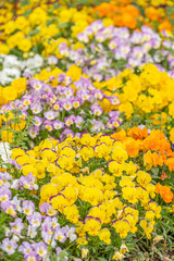 Obraz premium きれいに咲いた色とりどりな春の花