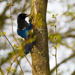 Magpie looking for a food on the tree trunk, blurred background