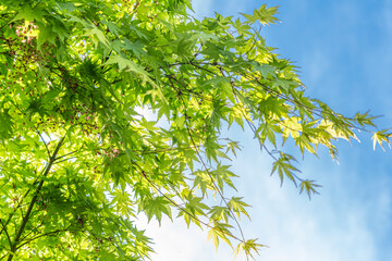 東京都墨田区向島　弘福寺　新緑の楓
