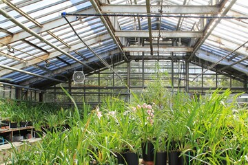 Glass greenhouse orangerie with tropical flowers in flowerpots. Growing in plant nursery. Garden center with production and cultivation for sale. Floriculture industry business concept