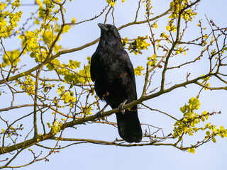 Carron crow perching on the blooming tree branches on blue sky background