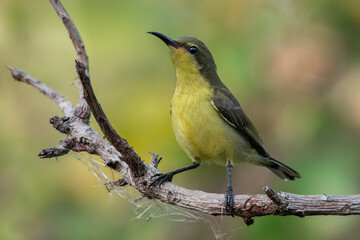 Olive-backed Sunbird	