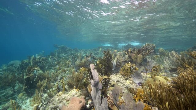 4K 120 fps Seascape with various fish, coral, and sponge in the coral reef of the Caribbean Sea, Curacao
