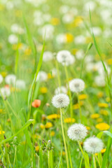 Fototapeta premium タンポポと綿帽子の群生 けしの花