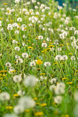 タンポポと綿帽子の群生　けしの花