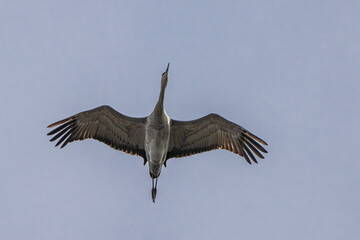 Migrating Sandhill Crane (Antigone canadensis) above the Columbia National Wildlife Refuge, WA