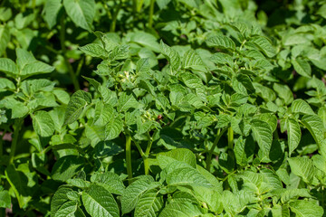 an agricultural field with green tops of cultivated potatoes