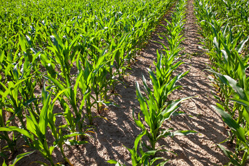 Naklejka premium an agricultural field where a corn crop grows