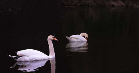 A pair of floating white swans are reflected on the dark green, smooth surface of the pond