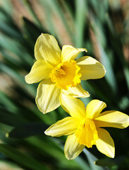 Spring bloom... A pair of yellow daffodils...
