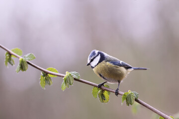 A small blue tit on a spring branch, against a blurred gray background...