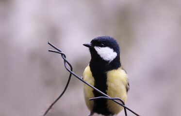 A great tit with a yellow and black breast sits on a wire fence and looks ahead....