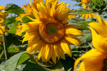 beautiful flowers sunflowers flowering time and insect pollination