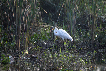 Great egret holding fish in beak 