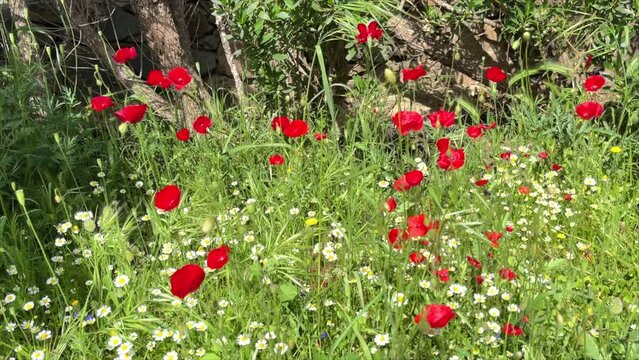 Poppies In Meadow. Video No Audio.Blossoms of beautiful flowering red poppies in a field at springtime. Stock Movie.