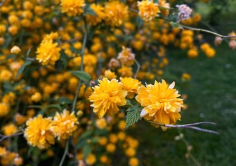 Yellow flowers in the garden