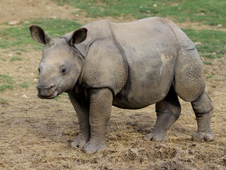 bébé rhinocéros