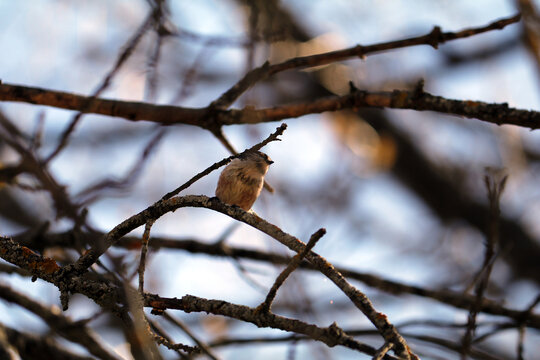 pájaro del bosque rascándose las plumas con una rama