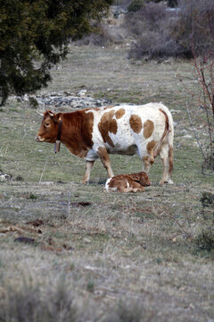 vaca con su ternera reci&eacute;n parida en la dehesa