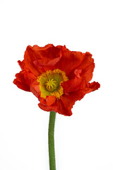 Beautiful red 'Oriental poppy' flower (Papaver orientale) isolated on white background.