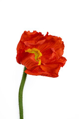 Beautiful red 'Oriental poppy' flower (Papaver orientale) isolated on white background.