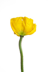 Beautiful yellow 'Oriental poppy' flower (Papaver orientale) isolated on white background.