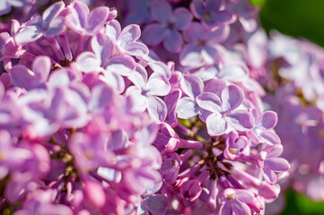 Purple lilac flowers close up full frame with soft focus, botanical spring color background
