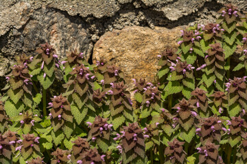 Red Deadnettle - Lamium purpureum