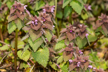 Red Deadnettle - Lamium purpureum