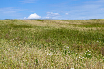 green cereal field with wheat in summer