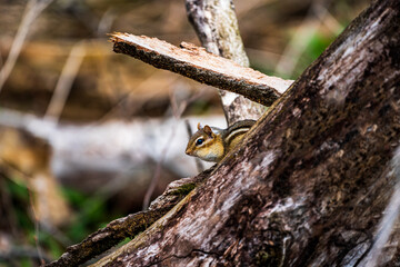 Chipmunk on a tree